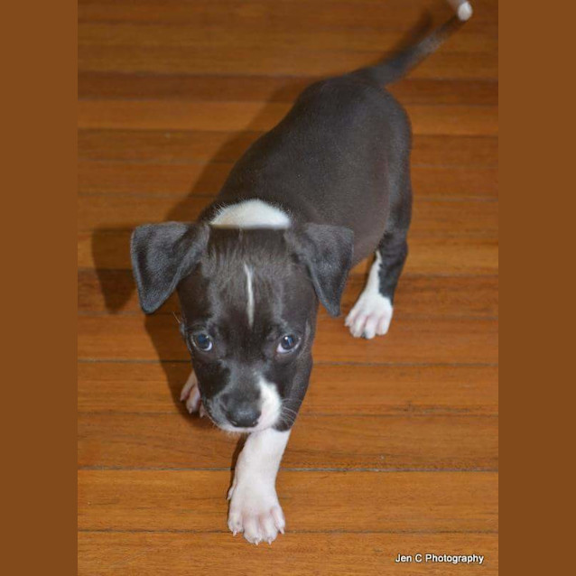 Photo of Hope ** A Special Puppy **