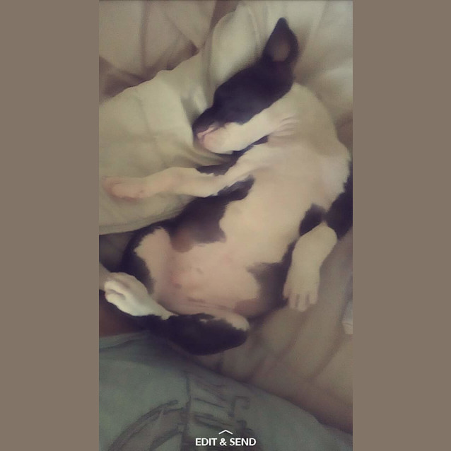 Photo of Hope ** A Special Puppy **