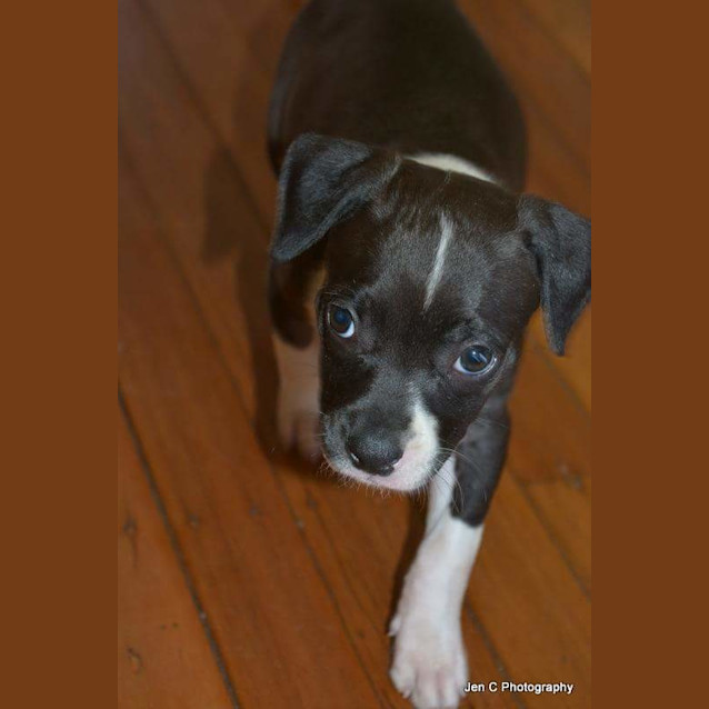 Photo of Hope ** A Special Puppy **