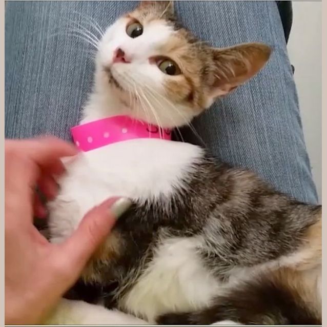 Photo of Daisy (5168)