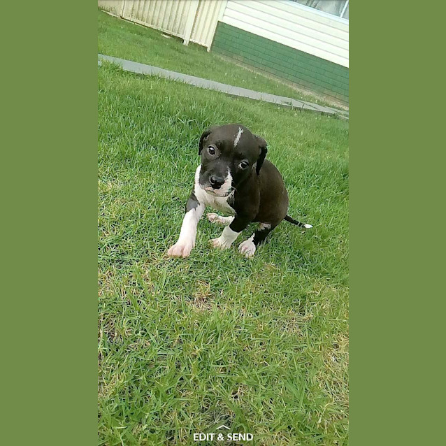 Photo of Hope ** A Special Puppy **