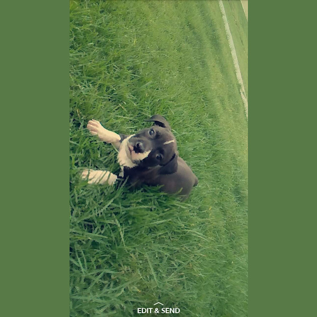 Photo of Hope ** A Special Puppy **