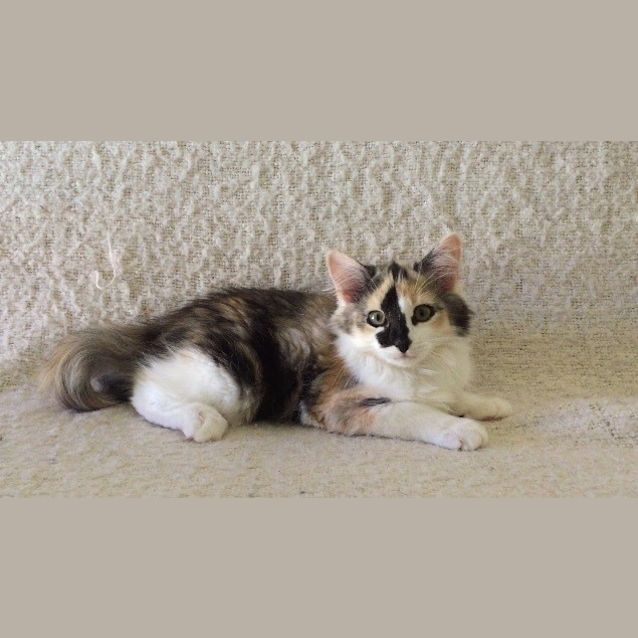 Photo of Riva 