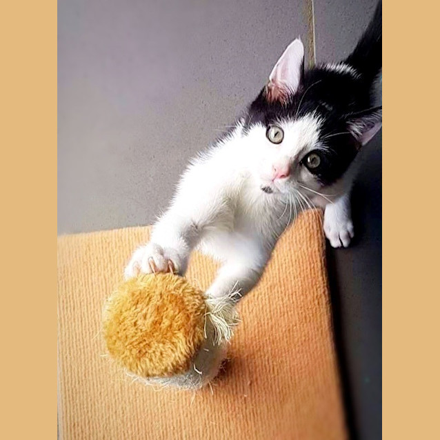 Photo of The Clawsome Nardo! 