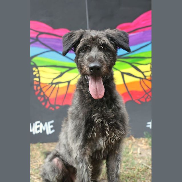 Photo of Romeo