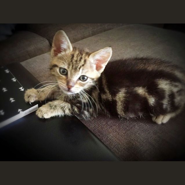 Photo of Adopt The Awesome Jäger! 