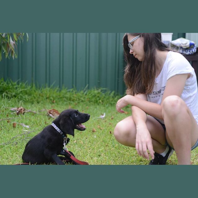 Photo of Wilfred (Available Soon)