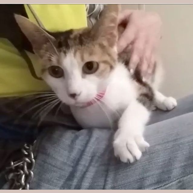 Photo of Daisy (5168)