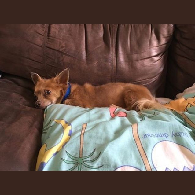 Photo of Daisy (Available Soon)