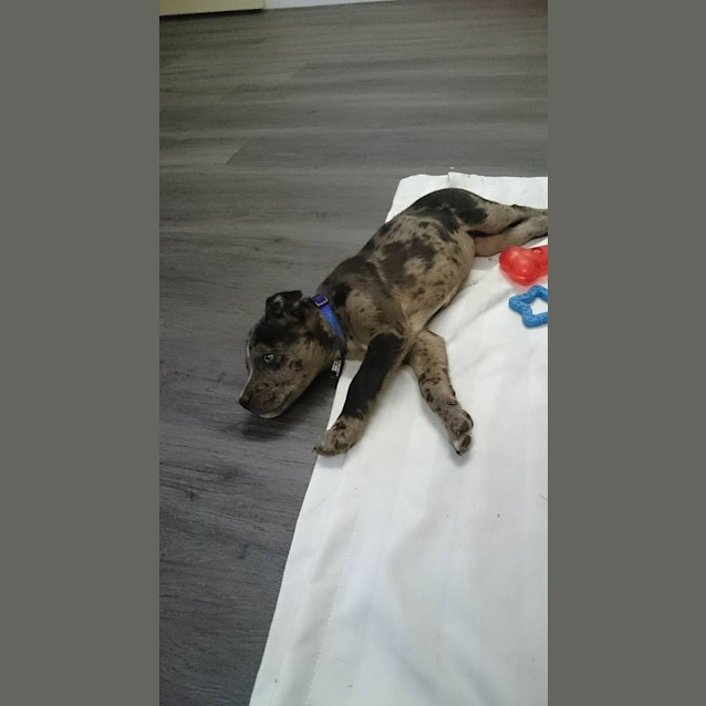 Photo of Chai 