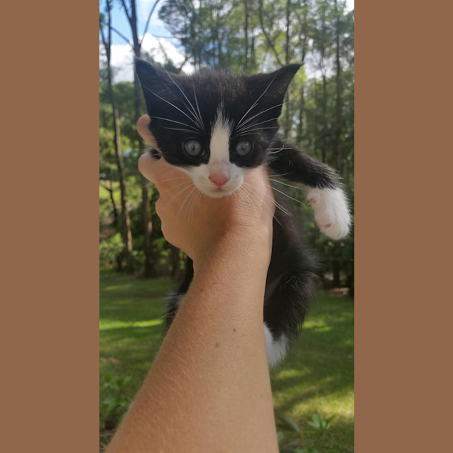 Photo of Loki