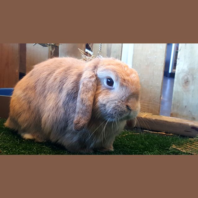 Photo of Benji And Teddy