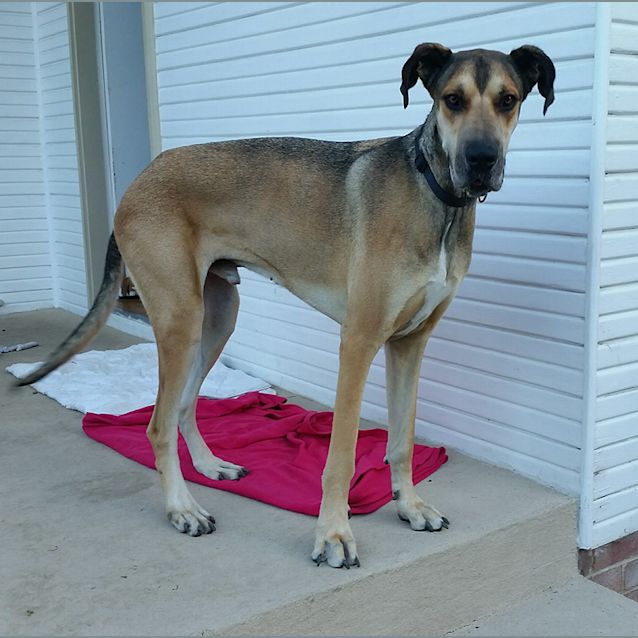 Photo of George ~ 3.5yo Great Dane X (On Trial 12/04/17)