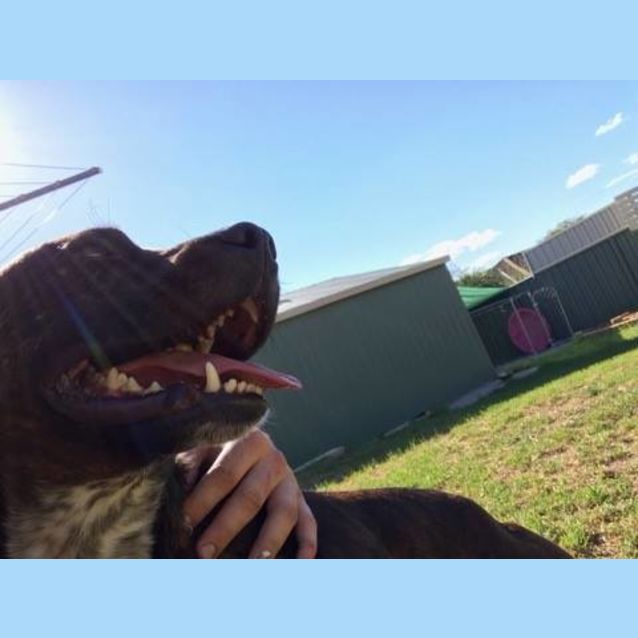 Photo of Louie ~ Boxer X Cattle Dog (On Trial 29/4/17)