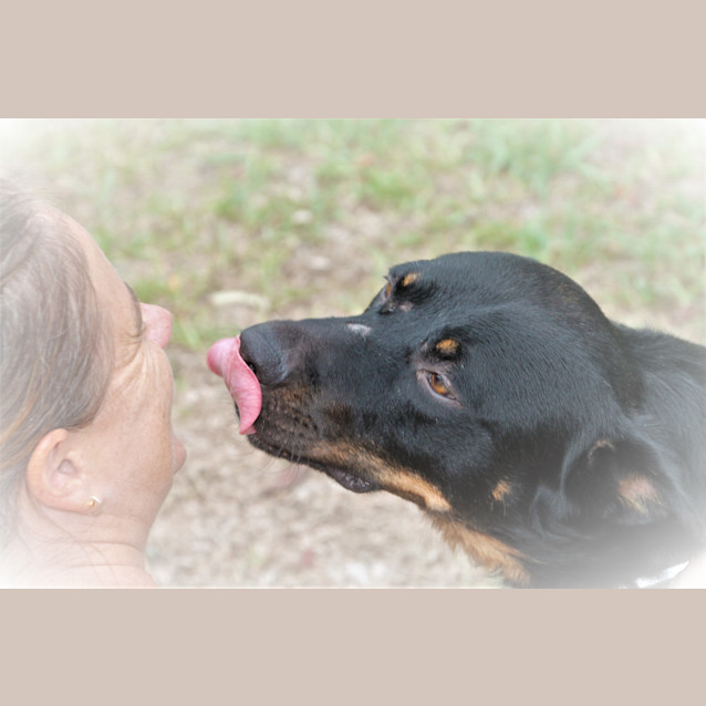 Photo of Gray Gray ~ Rotti X Kelpie (Foster Fail 27/7/2017)