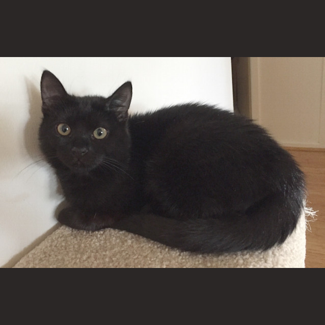 Photo of Boo 😻  Our Animated Uncoordinated Kitten