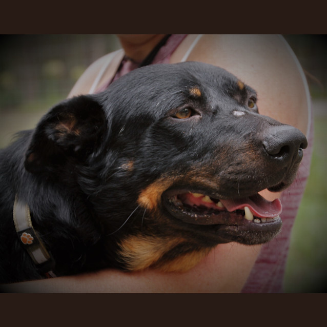 Photo of Gray Gray ~ Rotti X Kelpie (Foster Fail 27/7/2017)