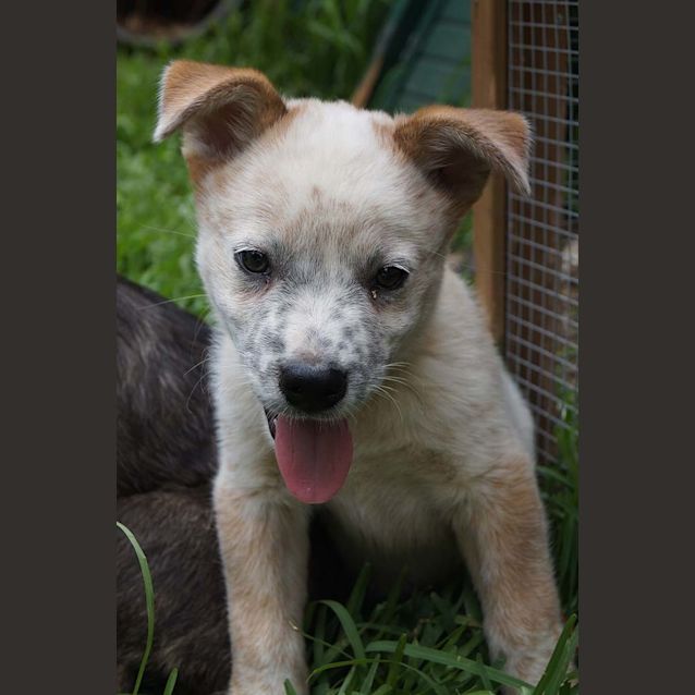 Photo of Charlie ~ Male Cattle X Boxer Pup (On Trial 2/03)