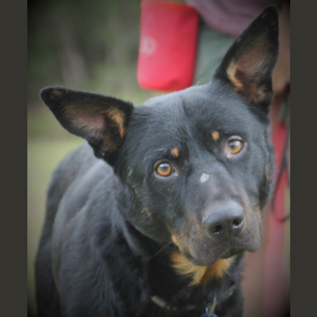 Photo of Gray Gray ~ Rotti X Kelpie (Foster Fail 27/7/2017)