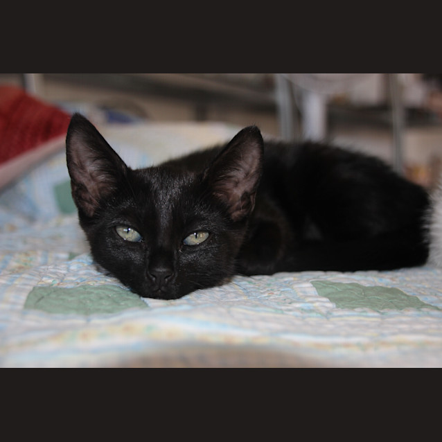 Photo of Sapphire Rescue Kitten