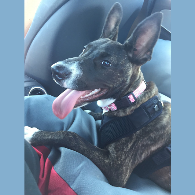 Photo of Beautiful Zelda Our Playful Puppy 