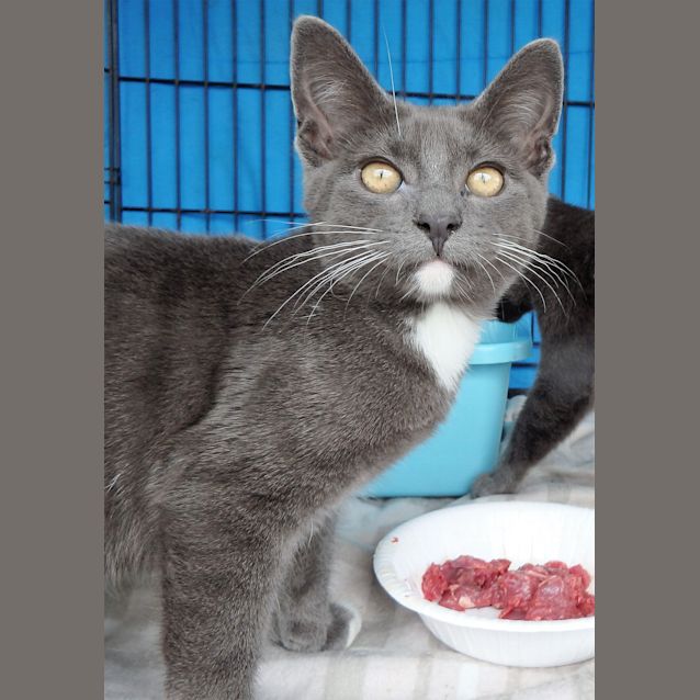 Photo of The Blues Brothers