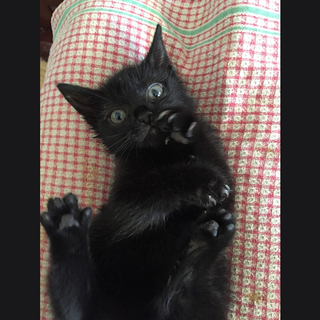 Photo of Boo 😻  Our Animated Uncoordinated Kitten