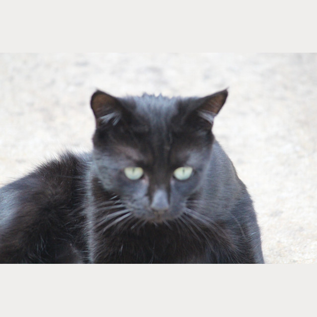 Photo of **Kiah (Ky Ah) 