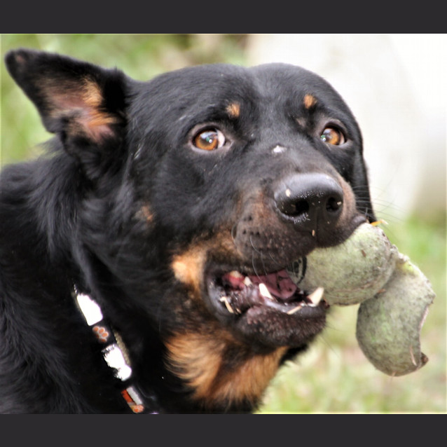 Photo of Gray Gray ~ Rotti X Kelpie (Foster Fail 27/7/2017)