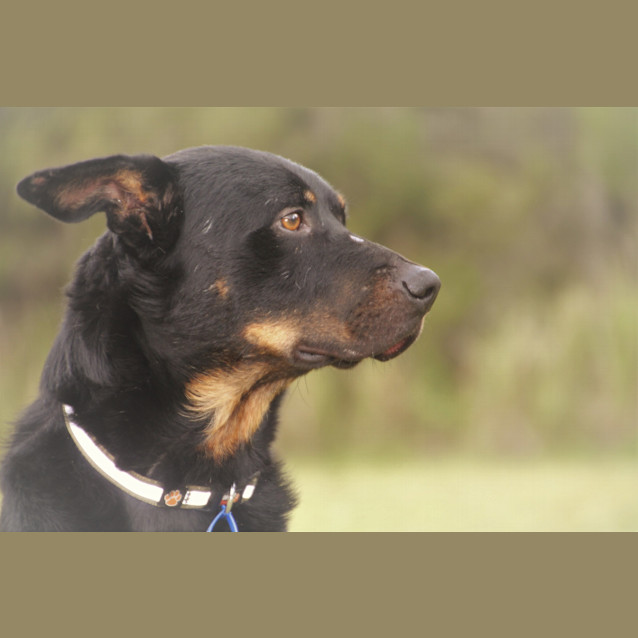 Photo of Gray Gray ~ Rotti X Kelpie (Foster Fail 27/7/2017)