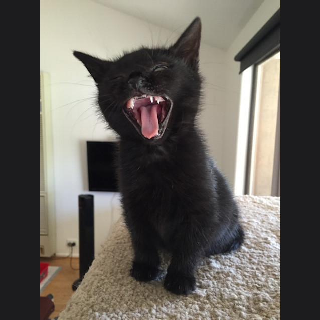 Photo of Boo 😻  Our Animated Uncoordinated Kitten