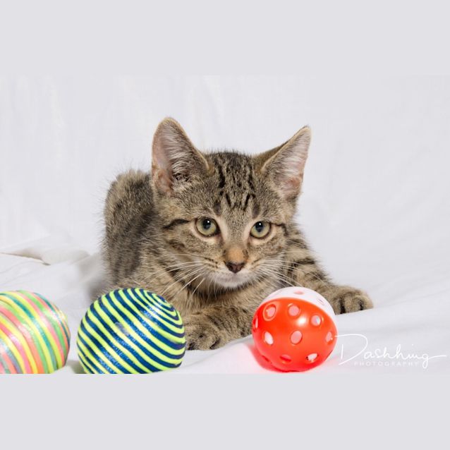 Photo of Muffin 