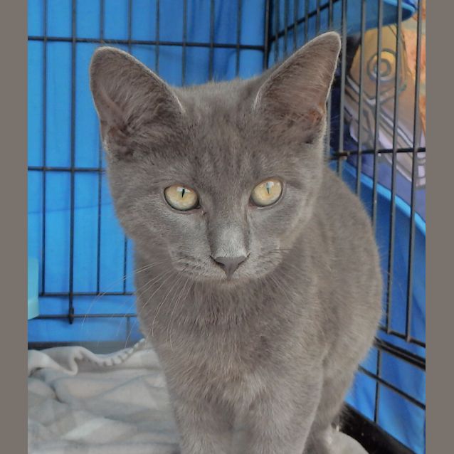 Photo of The Blues Brothers