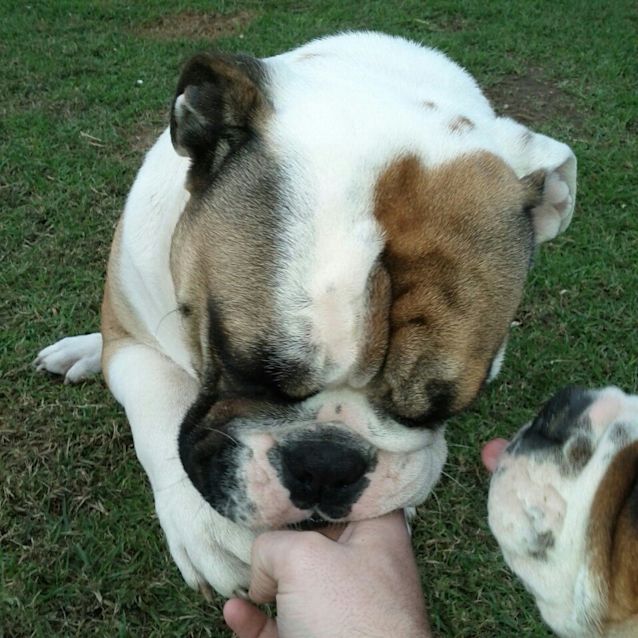 Photo of Bulldogs   Benson & Bonnie 