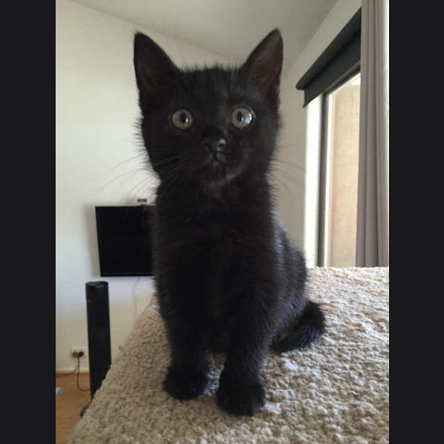 Photo of Boo 😻  Our Animated Uncoordinated Kitten