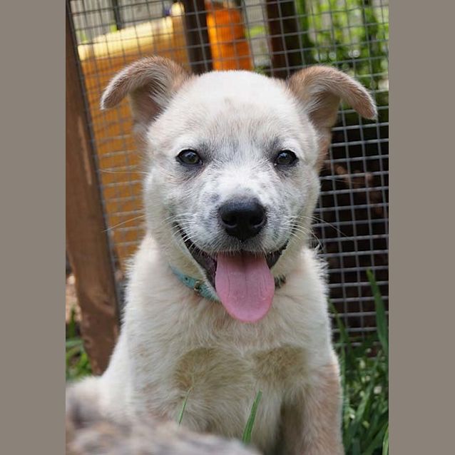 Photo of Charlie ~ Male Cattle X Boxer Pup (On Trial 2/03)