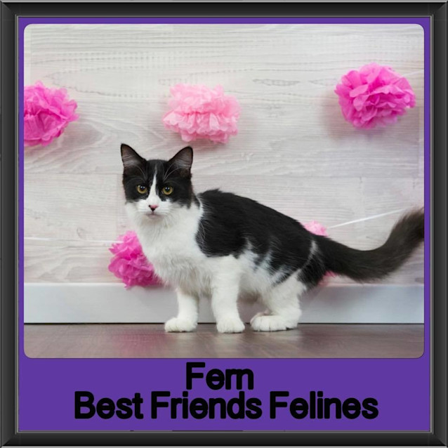 Photo of Fern