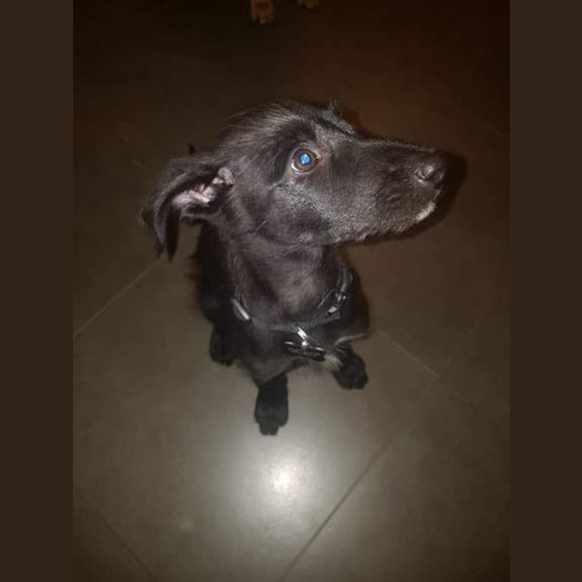 Photo of Pumba