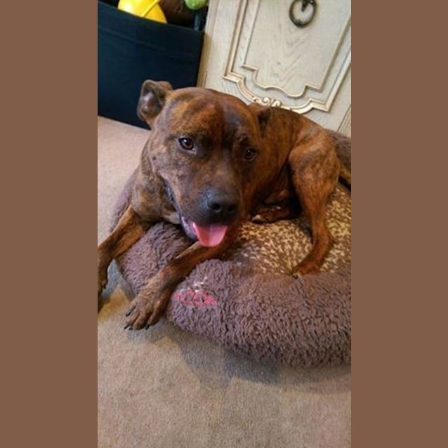 Photo of Tonka