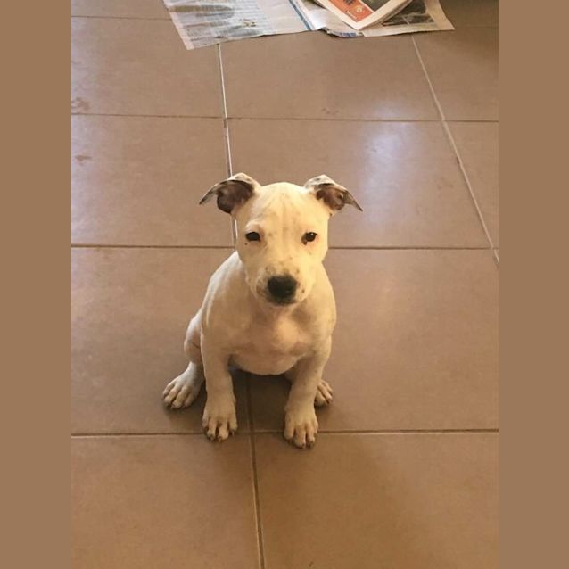 Photo of Skye