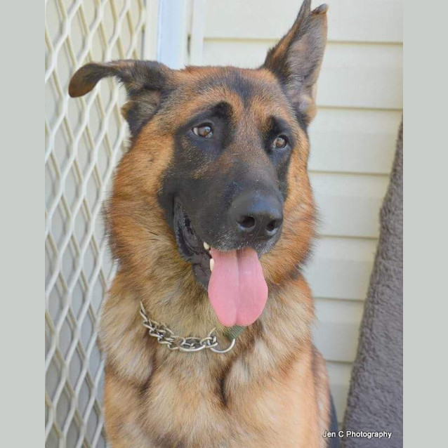Photo of Kevin ** A Pure Breed German Shepherd