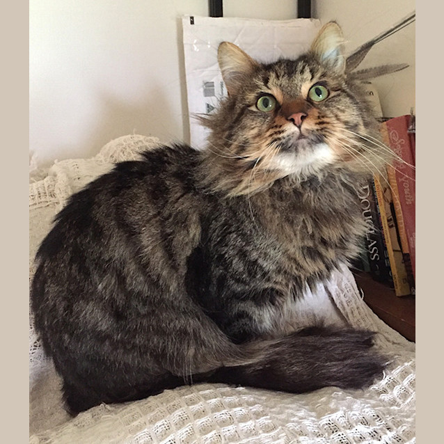 Photo of Watson 🦁 Norwegian Forest X Cat 