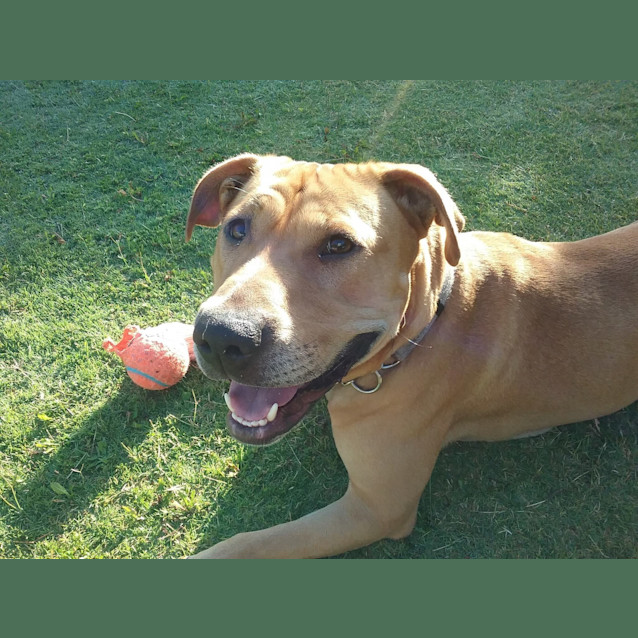 Photo of Josie Dl1601