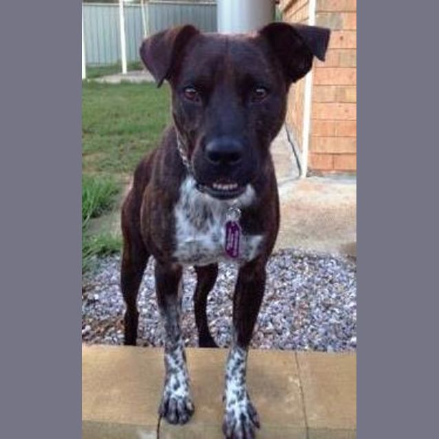 Photo of Louie ~ Boxer X Cattle Dog (On Trial 29/4/17)