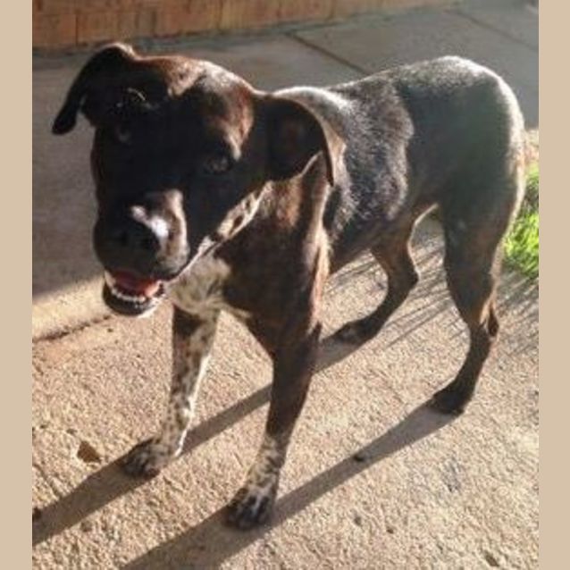 Photo of Louie ~ Boxer X Cattle Dog (On Trial 29/4/17)
