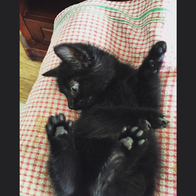 Photo of Boo 😻  Our Animated Uncoordinated Kitten