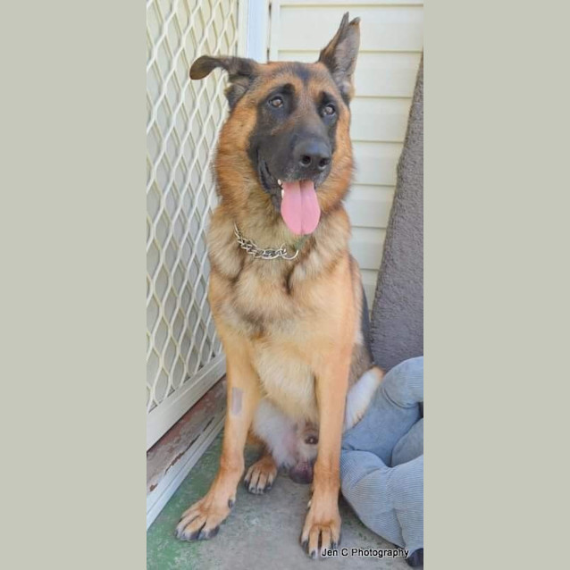 Photo of Kevin ** A Pure Breed German Shepherd