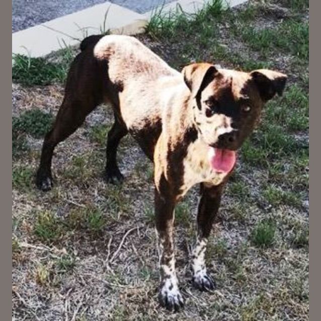 Photo of Louie ~ Boxer X Cattle Dog (On Trial 29/4/17)