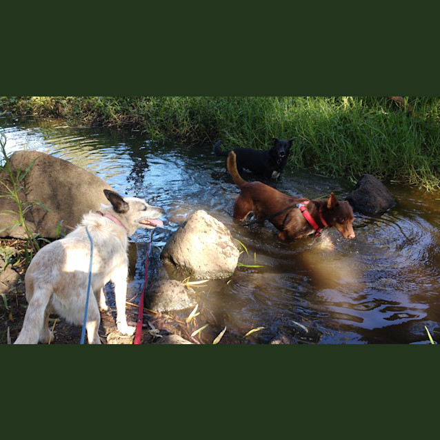 Photo of Duke Of Hazzard..Dog,Cat And Child Friendly