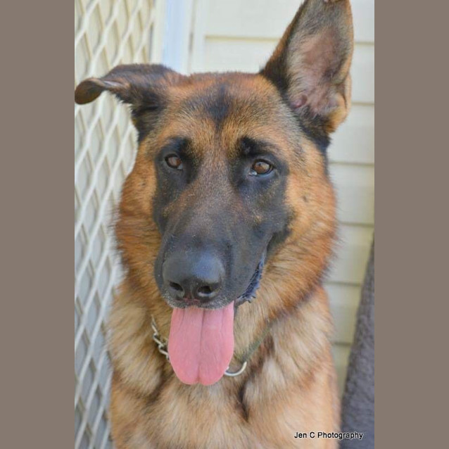 Photo of Kevin ** A Pure Breed German Shepherd